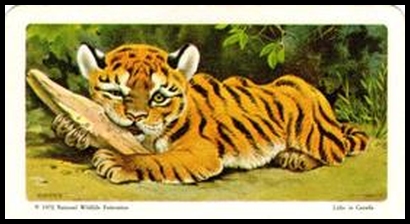 72BBATY 29 Tiger